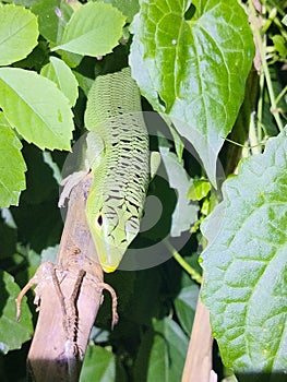 Lamprolepis smaragdina emerald tree skink