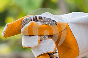 Lampropeltis getula meansi, commonly known as Apalachicola Kings