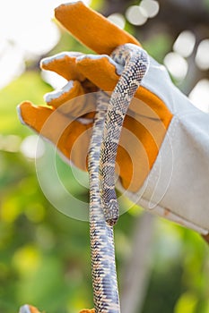 Lampropeltis getula meansi, commonly known as Apalachicola Kings