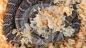 Lampropeltis getula meansi, commonly known as Apalachicola Kingsnake