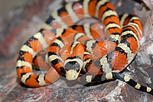 Lampropeltis pyromelana