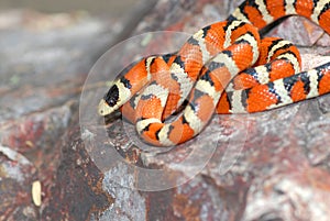 Lampropeltis pyromelana