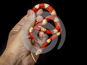 Lampropeltis triangulum, commonly known as the milk snake or milksnake, is a species of kingsnake