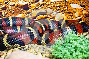 Lampropeltis triangulum elapsoides writhing body with stripes