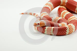 Lampropeltis triangulum snake