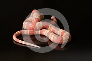 Lampropeltis triangulum snake