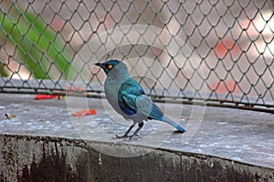 A Lamprotornis chalybaeus in the aviary