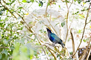 Lamprotornis purpureus,