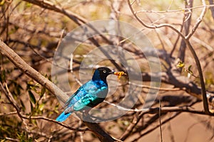 Lamprotornis superbus bird perched on branch Kenya