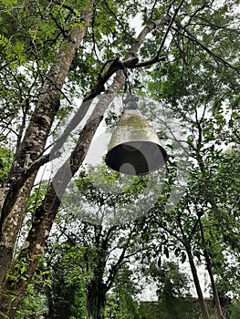 lamps and hoods hanging from tree branches