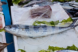Lampuga fish at market photo