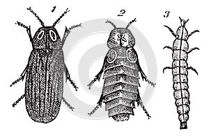 Lampyris splendidule Lampyris splendidula vintage engraving