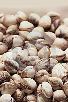 Ð¡lams vongole seashells background