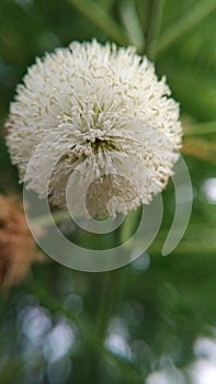 Lamtoro flowers are round like a ball photo