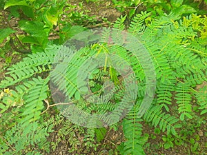 Lamtoro leaves are also efficacious to repel mosquitoes