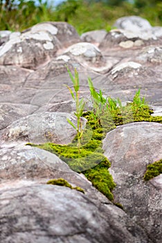 Lan Hin Pum (natural phenomenon) at Phu Hin Rong Kla national pa