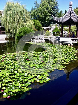 Lan Su Gardens, Portland Oregon, USA