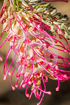 Lana Maree Grevillea Flower, Romsey, Victoria, Australia, January 2021