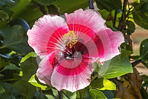 Lana's Paradise Dark Pink White Tropical Hibiscus Flower Hawaii photo