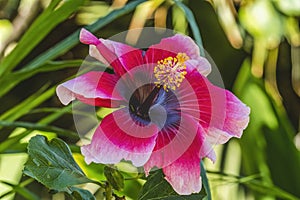 Lana's Paradise Dark Pink White Tropical Hibiscus Flower Hawaii photo