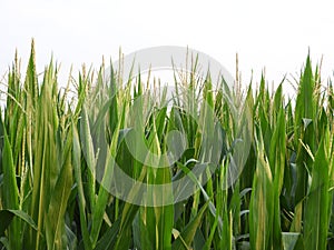 Lancaster Amish corn stalks grow straight and tall in Pennsylvania