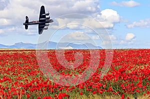 Lancaster bomber passing over a field of poppies