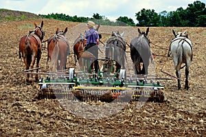 Lancaster County, PA: Amish Youth Plowing Field