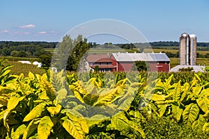 Lancaster County Tobacco crop farm