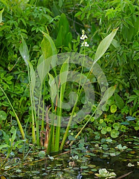 Lance leaf Arrowhead - Sagittaria lancifolia - is commonly found in freshwater marshes and swamps and along streams, ponds, and