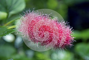 Lance Leaf Copper Plant, Acalypha reptans photo