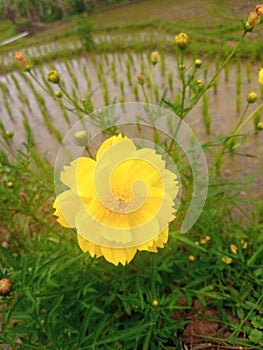 lance-leaved coreopsis