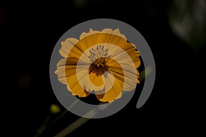 Lance-leaved coreopsis