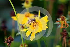 Lance-leaved coreopsis or Coreopsis lanceolata perennial plant with bee on top surrounded with other flowers and garden vegetation