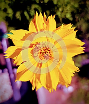 Lance-leaved coreopsis flower blooming in a park.