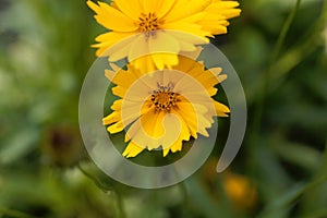 Lance-leaved coreopsis flower, Coreopsis lanceolata