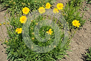 Lance leaved coreopsis in full bloom in May