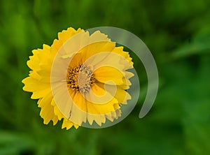 Lance Leaved Correopsis Sunflower â€“ Coreopsis lanceolate