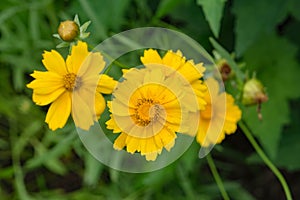 Lance Leaved Correopsis Sunflower â€“ Coreopsis lanceolate