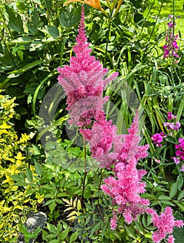 Lance spear Astilbe chinensis blooms in the garden in summer