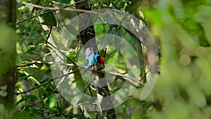 Lance tailed manakin breeding with female