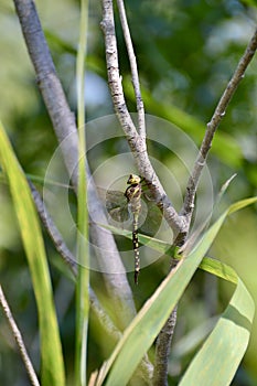 Lance-tipped Darner (Aeshna constricta) dragonfly resting on branch at Presquâ€™ile