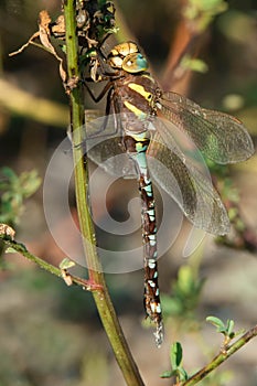 Lance-tipped Darner Dragonfly - Aeshna constricta