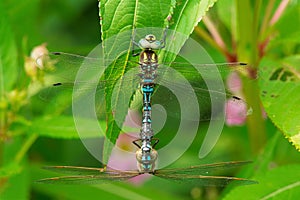 Lance-tipped Darner Dragonfly - Aeshna constricta