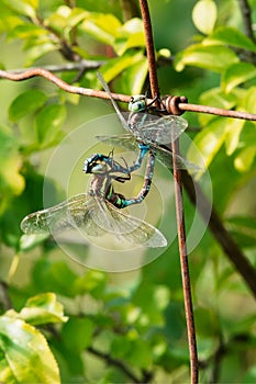 Lance-tipped Darner Dragonfly - Aeshna constricta