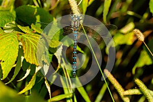 Lance-tipped Darner Dragonfly - Aeshna constricta