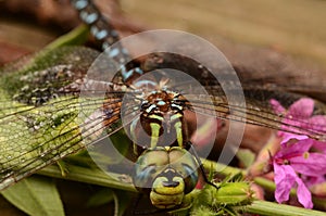 Lance-tipped Darner Dragonfly on loostrife flower