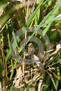 Lance-Tipped Darner Female    806495