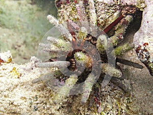 Lance urchin from Cuba photo