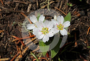 Lanceleaf spring beauty, Claytonia lanceolata