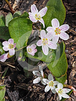 Lanceleaf Spring Beauty - Western Spring Beauty - Indian Potato